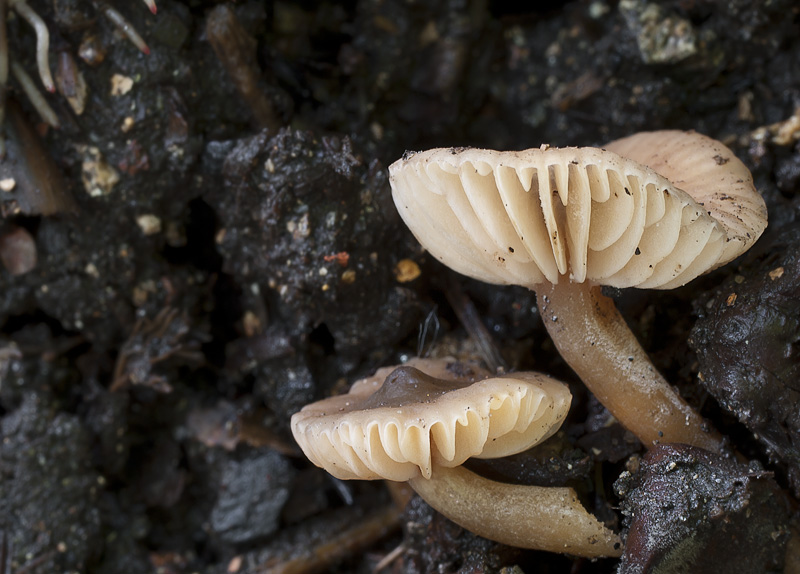 Lactarius cyathuliformis